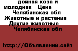 дойная коза и молодняк › Цена ­ 4 000 - Челябинская обл. Животные и растения » Другие животные   . Челябинская обл.